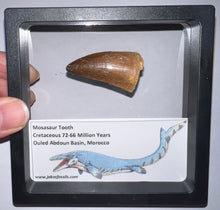 Load image into Gallery viewer, Framed Large Mosasaur Teeth One per Order 1.75 Inches! Dinosaur Era Marine Reptile!
