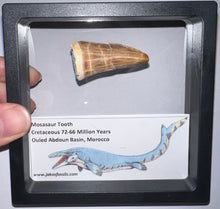 Load image into Gallery viewer, Framed Large Mosasaur Teeth One per Order 1.75 Inches! Dinosaur Era Marine Reptile!
