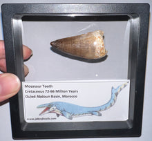 Load image into Gallery viewer, Framed Large Mosasaur Teeth One per Order 1.75 Inches! Dinosaur Era Marine Reptile!
