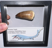 Load image into Gallery viewer, Framed Large Mosasaur Teeth One per Order 1.75 Inches! Dinosaur Era Marine Reptile!
