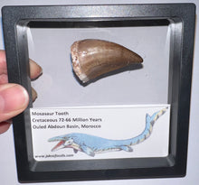 Load image into Gallery viewer, Framed Large Mosasaur Teeth One per Order 1.75 Inches! Dinosaur Era Marine Reptile!
