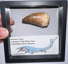 Load image into Gallery viewer, Framed Large Mosasaur Teeth One per Order 1.75 Inches! Dinosaur Era Marine Reptile!

