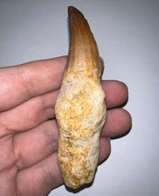 Load image into Gallery viewer, Large Mosasaurus Mosasaur Tooth 3.63 Inches! Dinosaur Era Marine Reptile! No Repair!
