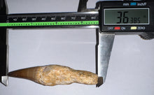 Load image into Gallery viewer, Large Mosasaurus Mosasaur Tooth 3.63 Inches! Dinosaur Era Marine Reptile! No Repair!
