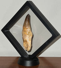 Load image into Gallery viewer, Large Mosasaurus Mosasaur Tooth 3.63 Inches! Dinosaur Era Marine Reptile! No Repair!
