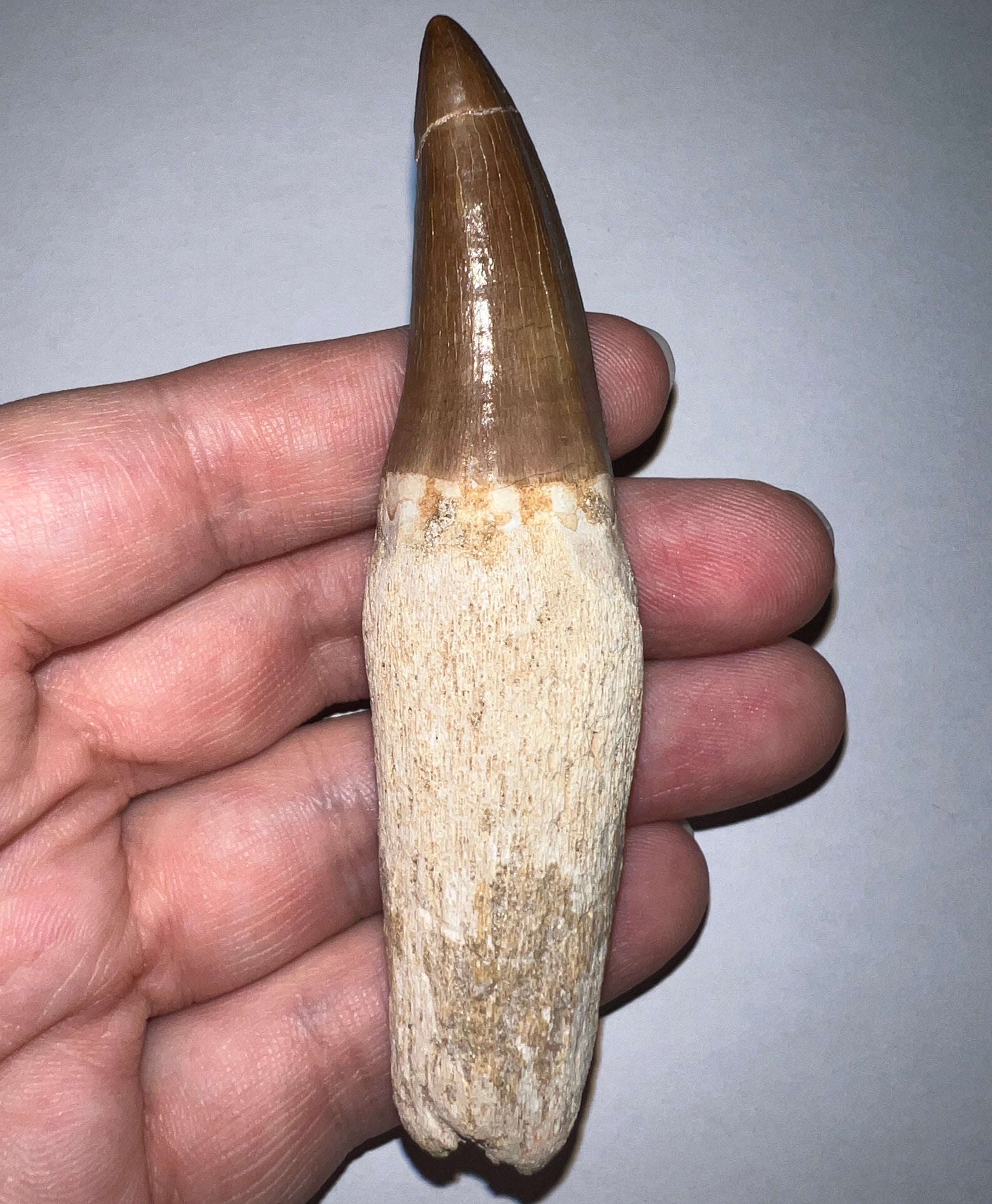Large Mosasaurus Mosasaur Tooth 3.67 Inches! Dinosaur Era Marine Reptile!