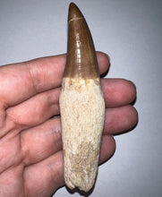 Load image into Gallery viewer, Large Mosasaurus Mosasaur Tooth 3.67 Inches! Dinosaur Era Marine Reptile!
