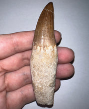 Load image into Gallery viewer, Large Mosasaurus Mosasaur Tooth 3.67 Inches! Dinosaur Era Marine Reptile!
