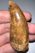 Load image into Gallery viewer, Huge Carcharodontosaur Fossil Tooth 2.59 Inches Fantastic Serrations
