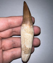 Load image into Gallery viewer, Large Mosasaurus Mosasaur Tooth 3.67 Inches! Dinosaur Era Marine Reptile!
