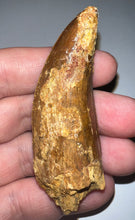 Load image into Gallery viewer, Huge Carcharodontosaur Fossil Tooth 2.59 Inches Fantastic Serrations
