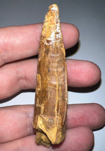 Load image into Gallery viewer, Huge Carcharodontosaur Fossil Tooth 2.59 Inches Fantastic Serrations
