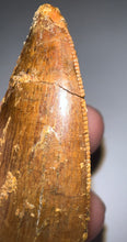 Load image into Gallery viewer, Huge Carcharodontosaur Fossil Tooth 2.59 Inches Fantastic Serrations
