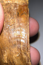 Load image into Gallery viewer, Huge Carcharodontosaur Fossil Tooth 2.59 Inches Fantastic Serrations
