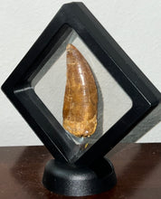 Load image into Gallery viewer, Huge Carcharodontosaur Fossil Tooth 2.59 Inches Fantastic Serrations
