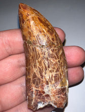 Load image into Gallery viewer, Monster Carcharodontosaur Fossil Tooth 3+ Inches Fantastic Serrations
