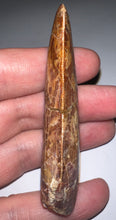 Load image into Gallery viewer, Monster Carcharodontosaur Fossil Tooth 3+ Inches Fantastic Serrations
