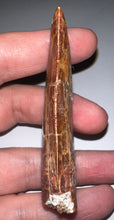 Load image into Gallery viewer, Monster Carcharodontosaur Fossil Tooth 3+ Inches Fantastic Serrations
