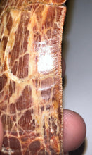 Load image into Gallery viewer, Monster Carcharodontosaur Fossil Tooth 3+ Inches Fantastic Serrations
