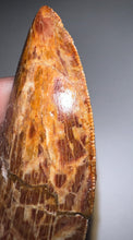Load image into Gallery viewer, Monster Carcharodontosaur Fossil Tooth 3+ Inches Fantastic Serrations
