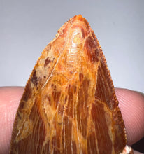 Load image into Gallery viewer, Monster Carcharodontosaur Fossil Tooth 3+ Inches Fantastic Serrations
