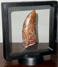 Load image into Gallery viewer, Monster Carcharodontosaur Fossil Tooth 3+ Inches Fantastic Serrations
