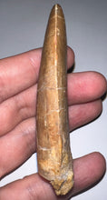 Load image into Gallery viewer, Monster Carcharodontosaur Fossil Tooth 3.34 Inches Fantastic Serrations

