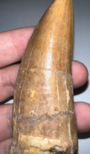 Load image into Gallery viewer, Monster Carcharodontosaur Fossil Tooth 3.34 Inches Fantastic Serrations
