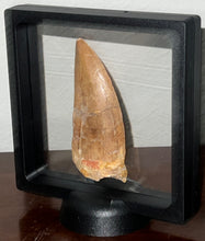 Load image into Gallery viewer, Monster Carcharodontosaur Fossil Tooth 3.34 Inches Fantastic Serrations
