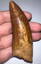 Load image into Gallery viewer, MONSTER Carcharodontosaur Fossil Tooth 3.74 Inches Fantastic Serrations
