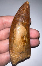 Load image into Gallery viewer, MONSTER Carcharodontosaur Fossil Tooth 3.74 Inches Fantastic Serrations

