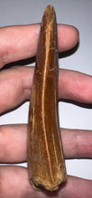 Load image into Gallery viewer, MONSTER Carcharodontosaur Fossil Tooth 3.74 Inches Fantastic Serrations
