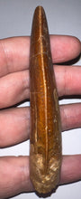 Load image into Gallery viewer, MONSTER Carcharodontosaur Fossil Tooth 3.74 Inches Fantastic Serrations
