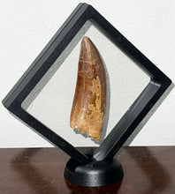 Load image into Gallery viewer, MONSTER Carcharodontosaur Fossil Tooth 3.74 Inches Fantastic Serrations
