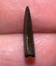 Load image into Gallery viewer, Rare Large Acheroraptor Fossil Tooth Dromaeosaur True Raptor from the Hell Creek .52 Inches!
