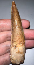 Load image into Gallery viewer, Huge Spinosaur Fossil Dinosaur Tooth 3.41 Inches with Display Stand and Case
