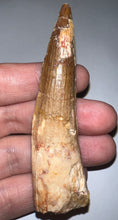 Load image into Gallery viewer, Huge Spinosaur Fossil Dinosaur Tooth 3.41 Inches with Display Stand and Case
