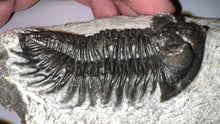 Load image into Gallery viewer, Huge Rare Moroccan Fossil Trilobite Coltraneia 2+ Inches
