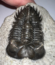 Load image into Gallery viewer, Huge Rare Moroccan Fossil Trilobite Coltraneia 2+ Inches
