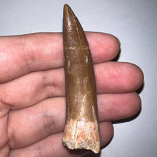 Load image into Gallery viewer, Monster size Framed Plesiosaur Tooth 2.74 Inches! Dinosaur Era Marine Reptile!
