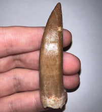 Load image into Gallery viewer, Monster size Framed Plesiosaur Tooth 2.74 Inches! Dinosaur Era Marine Reptile!
