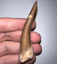 Load image into Gallery viewer, Monster size Framed Plesiosaur Tooth 2.74 Inches! Dinosaur Era Marine Reptile!
