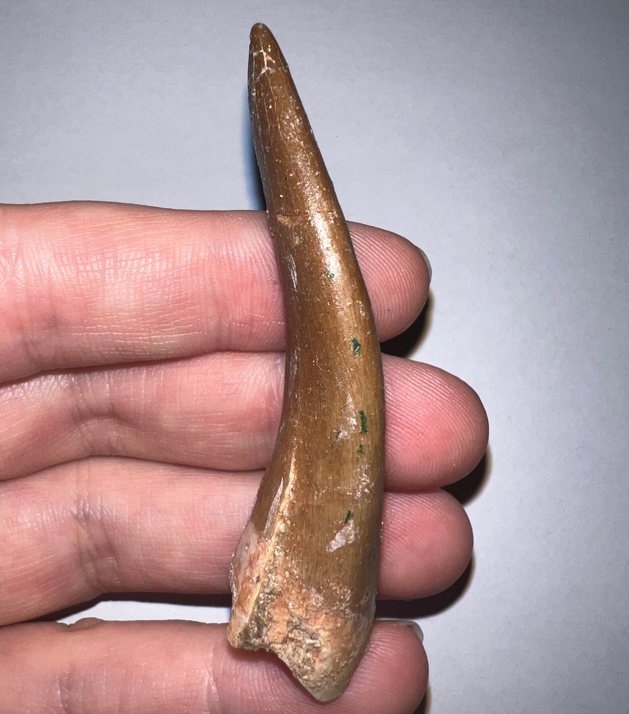 Monster size Framed Plesiosaur Tooth 2.74 Inches! Dinosaur Era Marine Reptile!