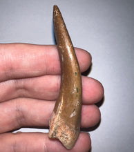 Load image into Gallery viewer, Monster size Framed Plesiosaur Tooth 2.74 Inches! Dinosaur Era Marine Reptile!
