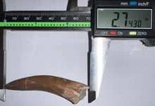 Load image into Gallery viewer, Monster size Framed Plesiosaur Tooth 2.74 Inches! Dinosaur Era Marine Reptile!
