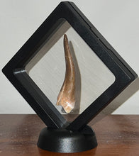 Load image into Gallery viewer, Monster size Framed Plesiosaur Tooth 2.74 Inches! Dinosaur Era Marine Reptile!
