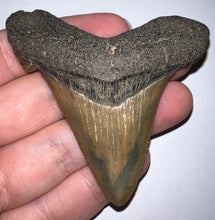 Load image into Gallery viewer, Huge Auriculatus Fossil Shark Tooth 2.94 Inches! Megalodon Ancestor! Not Repaired!
