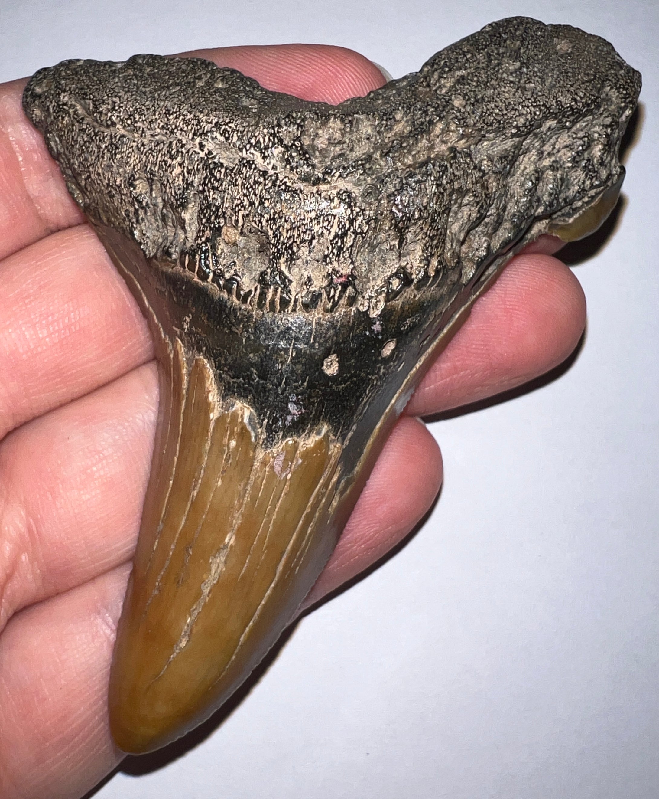 MONSTER Size Auriculatus Fossil Shark Tooth 3.6 Inches! Megalodon Ancestor! Not Repaired! Fantastic Serrations!