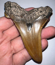 Load image into Gallery viewer, MONSTER Size Auriculatus Fossil Shark Tooth 3.6 Inches! Megalodon Ancestor! Not Repaired! Fantastic Serrations!
