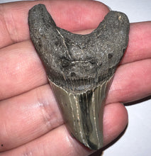 Load image into Gallery viewer, Large Parotodus Benedeni Fossil Shark Tooth 2.33 Inches! Not Repaired!
